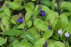 Rhynchoglossum obliquum